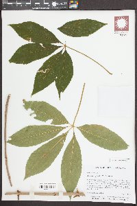 Aesculus sylvatica image