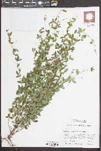 Lespedeza repens image