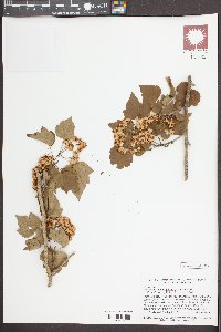 Crataegus phaenopyrum image