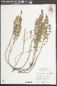 Scutellaria thieretii image