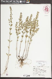 Scutellaria thieretii image