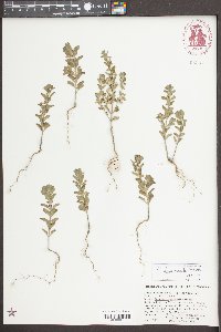 Scutellaria thieretii image