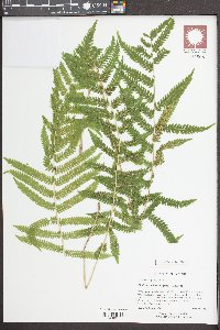 Thelypteris kunthii image