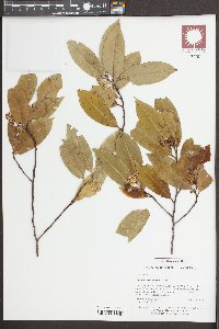 Prunus caroliniana image