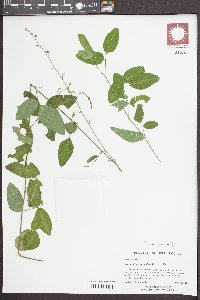 Desmodium glabellum image