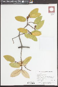 Elaeagnus pungens image