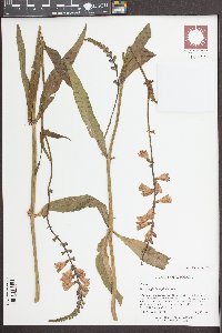 Physostegia leptophylla image