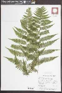 Athyrium asplenoides image