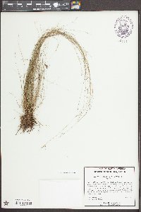 Rhynchospora rariflora image