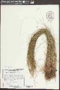 Rhynchospora rariflora image