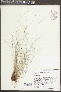 Rhynchospora rariflora image