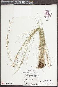 Rhynchospora rariflora image