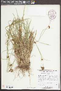 Rhynchospora recognita image