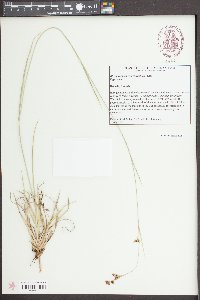 Rhynchospora recognita image