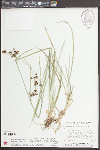 Rhynchospora recognita image