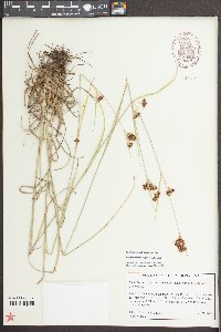 Rhynchospora globularis var. recognita image