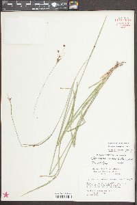 Rhynchospora recognita image