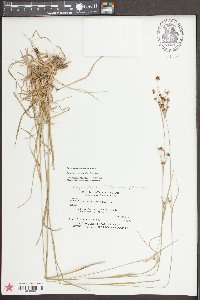 Rhynchospora recognita image