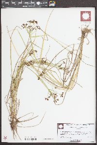 Psilocarya scirpoides image