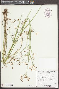 Rhynchospora scirpoides image