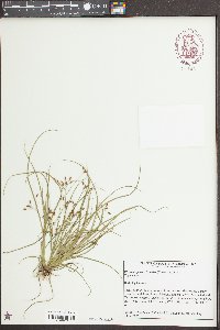 Rhynchospora scirpoides image