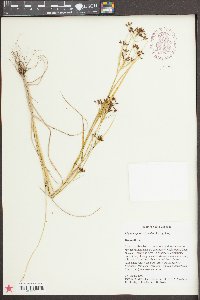 Rhynchospora scirpoides image