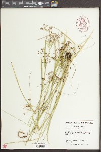 Rhynchospora scirpoides image