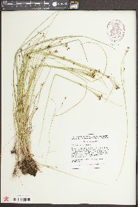 Rhynchospora scirpoides image