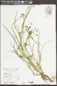 Rhynchospora scirpoides image