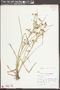 Rhynchospora scirpoides image