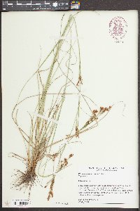 Rhynchospora torreyana image