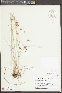 Rhynchospora torreyana image