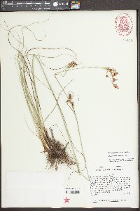 Rhynchospora torreyana image