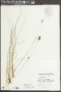 Rhynchospora torreyana image