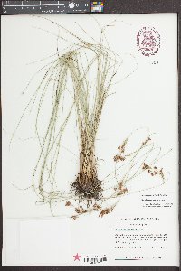 Rhynchospora torreyana image