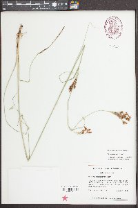 Rhynchospora torreyana image