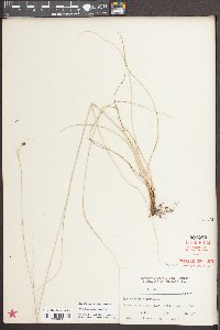 Rhynchospora torreyana image