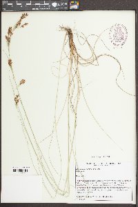 Rhynchospora torreyana image