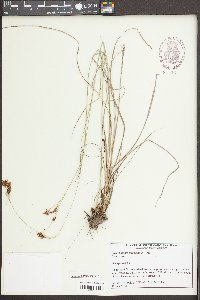 Rhynchospora torreyana image