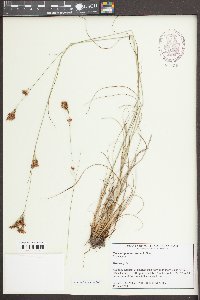 Rhynchospora torreyana image