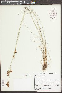 Rhynchospora torreyana image