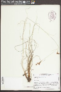 Rhynchospora torreyana image