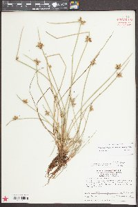 Schoenoplectiella purshiana image