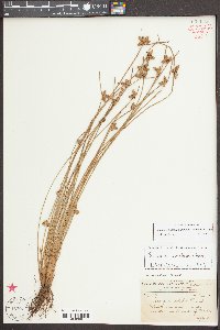 Schoenoplectiella purshiana image