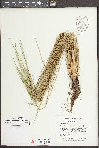 Schoenoplectiella purshiana image