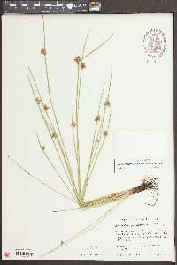 Schoenoplectiella purshiana image