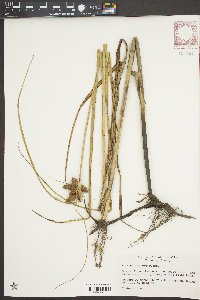 Bolboschoenus robustus image