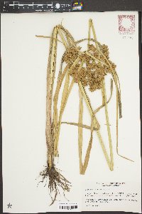 Cyperus virens image