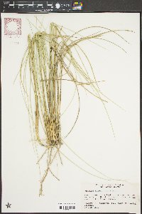 Spartina patens image
