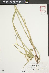 Cyperus surinamensis image
